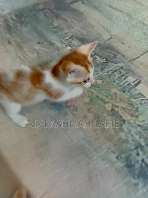 1-3 Months Male Purebred Cat
