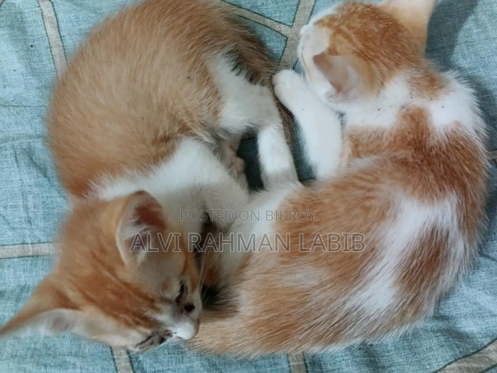 1-3 Months Male Purebred Cat