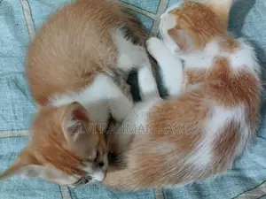 1-3 Months Male Purebred Cat