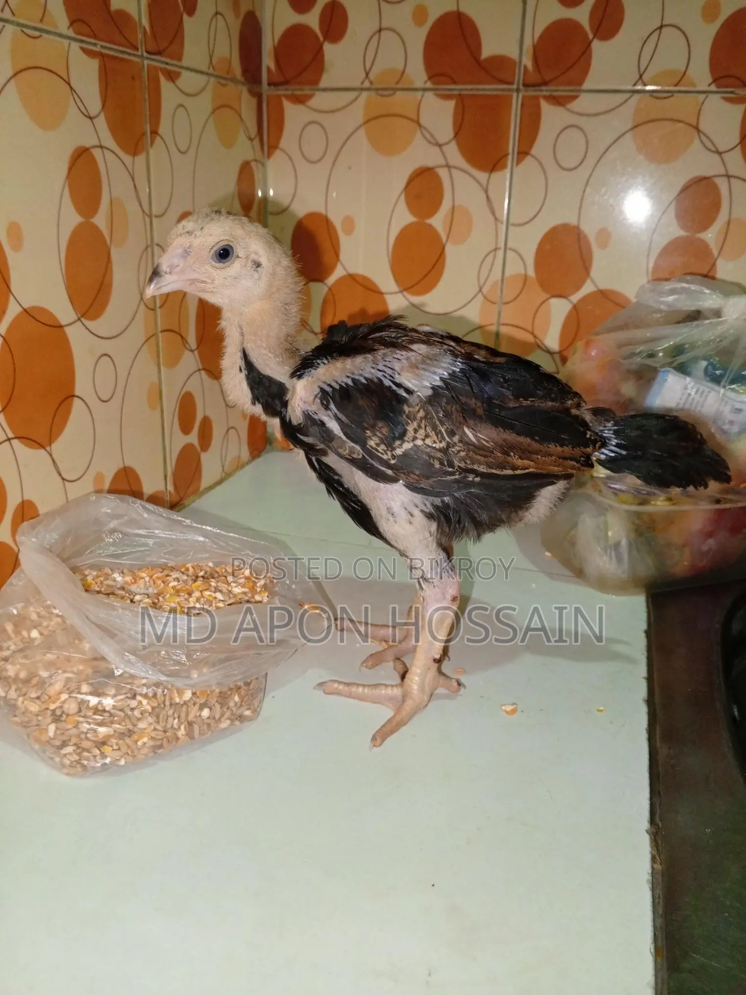 আসিল মুরগির বাচ্চা