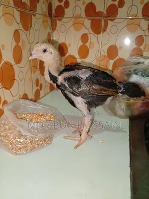 আসিল মুরগির বাচ্চা