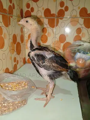 আসিল মুরগির বাচ্চা