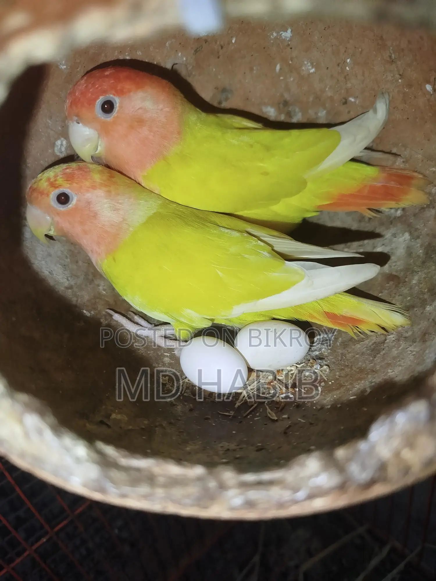 Three pairs of perfectly healthy birds: two Lovebirds and one pair of Cockatiels
