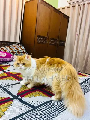 ট্র্যাডিশনাল পার্সিয়ান অ্যাডাল্ট মেল