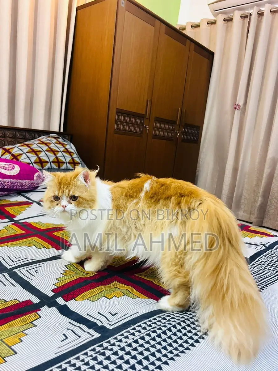 ট্র্যাডিশনাল পার্সিয়ান অ্যাডাল্ট মেল