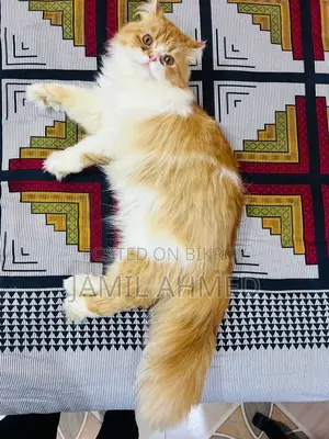 ট্র্যাডিশনাল পার্সিয়ান অ্যাডাল্ট মেল