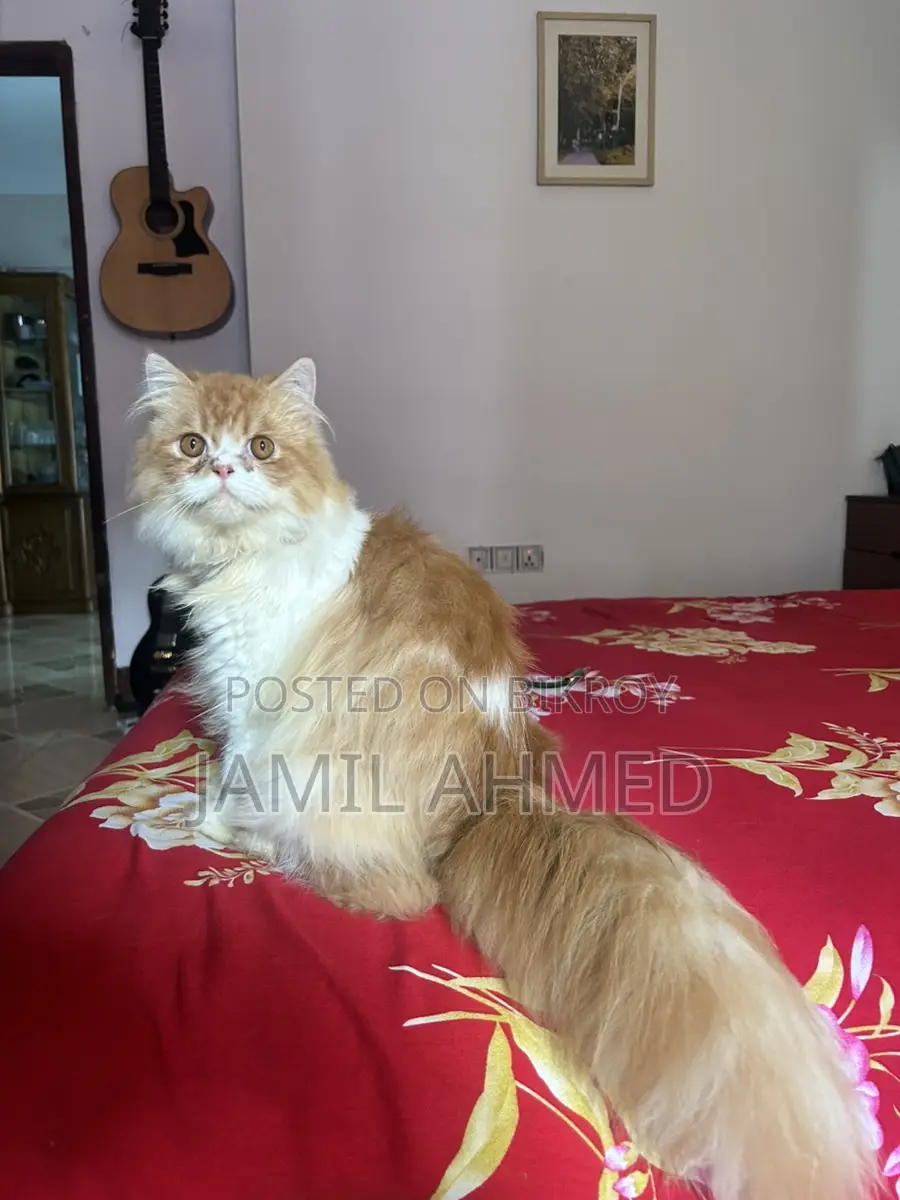 ট্র্যাডিশনাল পার্সিয়ান অ্যাডাল্ট মেল