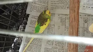Budgie birds for sale (Male and Female)