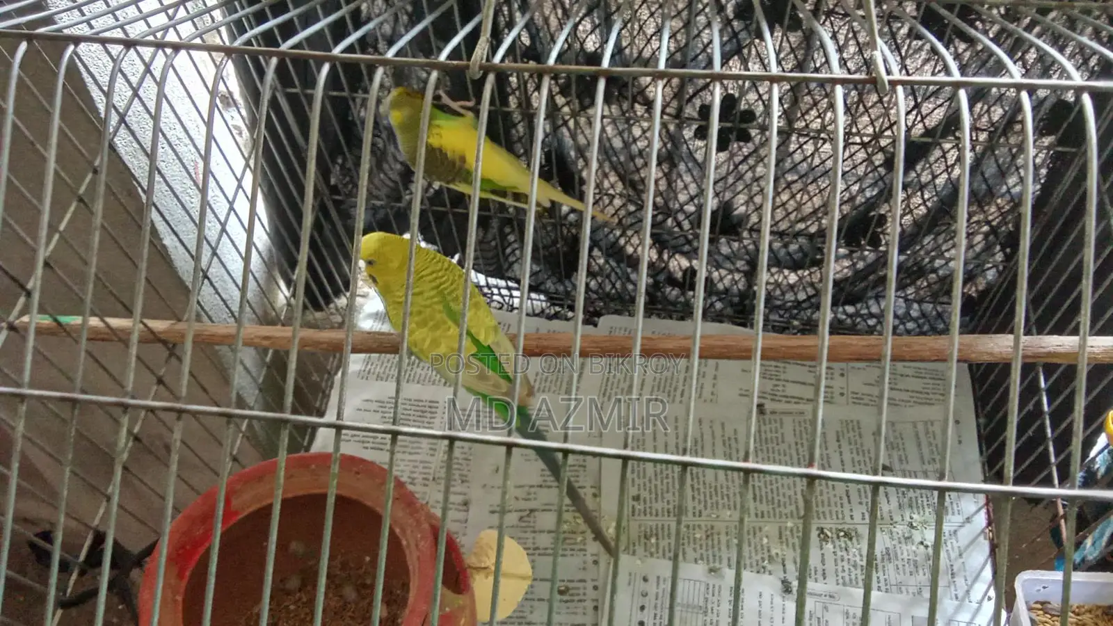 এই পাখি দুইটি বিক্রি করা হবে বাজরিকা ফিমেল আর মেইল