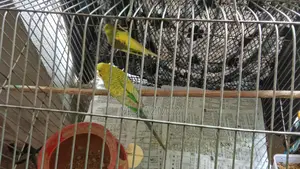 এই পাখি দুইটি বিক্রি করা হবে বাজরিকা ফিমেল আর মেইল