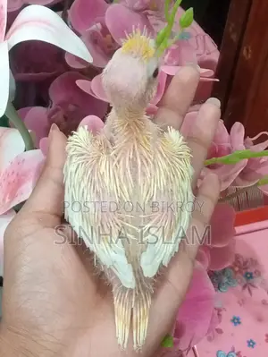Cockatiel Bird