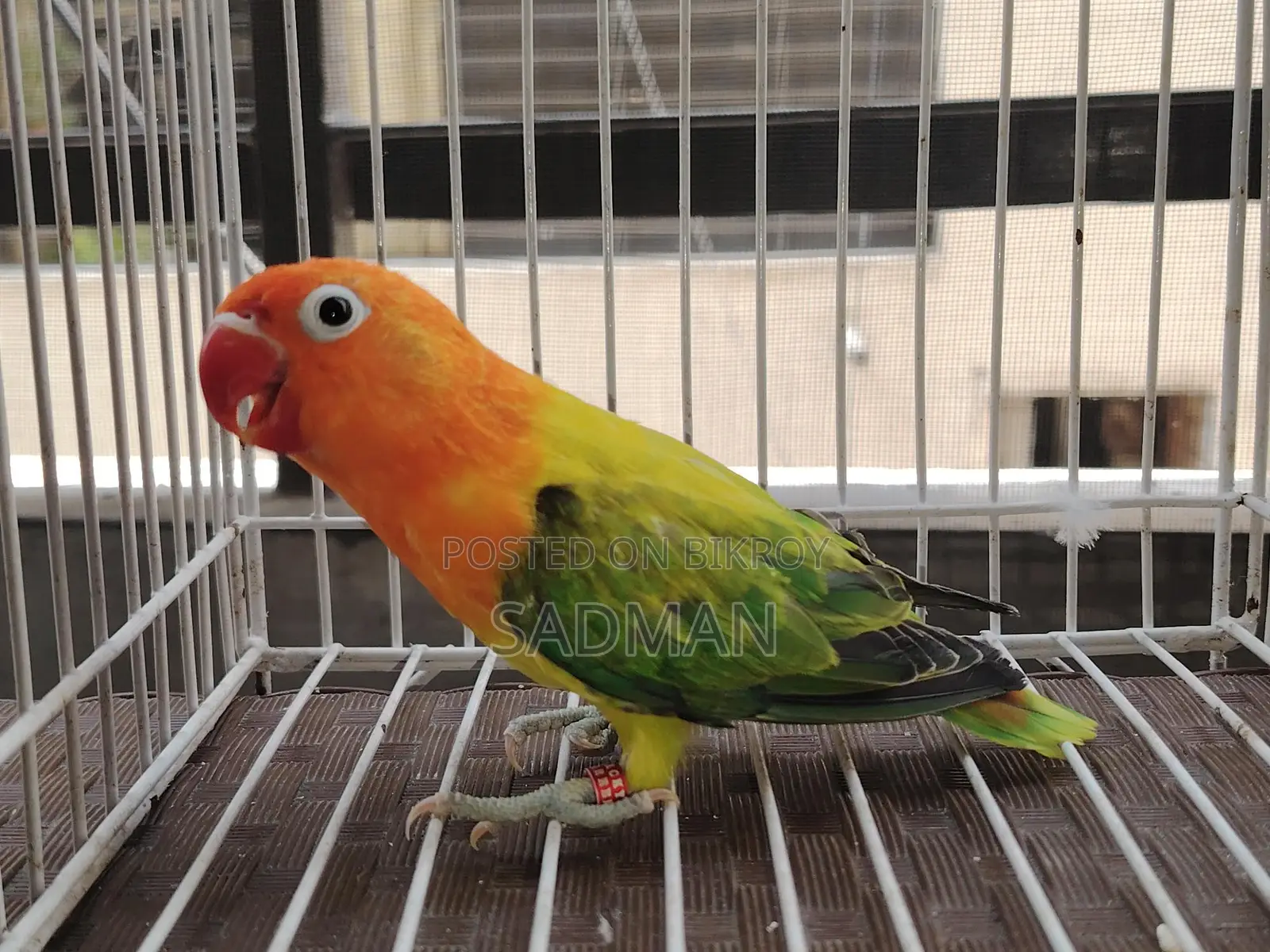 Love Bird, Green Euwing Opaline Split Blue Male Lovebird