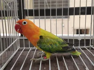 Love Bird, Green Euwing Opaline Split Blue Male Lovebird