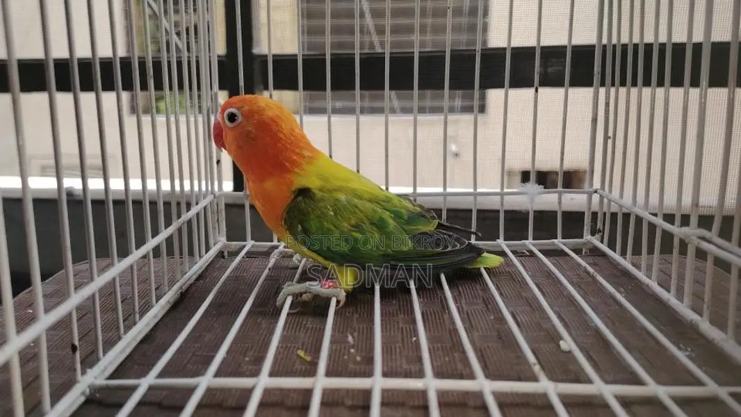 Love Bird, Green Euwing Opaline Split Blue Male Lovebird