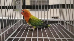 Love Bird, Green Euwing Opaline Split Blue Male Lovebird