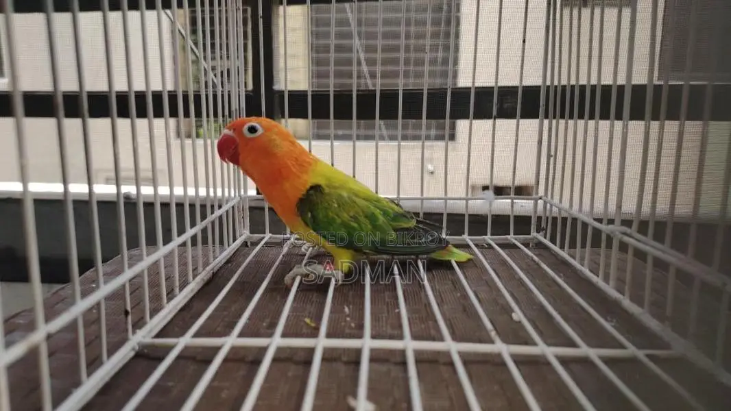Love Bird, Green Euwing Opaline Split Blue Male Lovebird