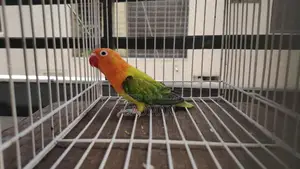 Love Bird, Green Euwing Opaline Split Blue Male Lovebird