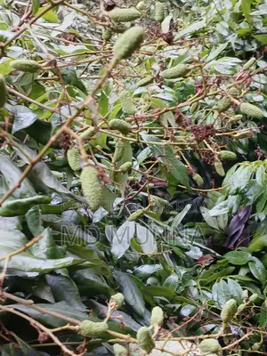 লিচু গাছের বিক্রি করা হবে