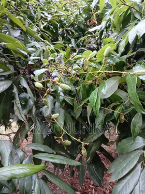 Lychee Tree for Sale