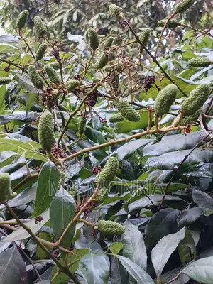 লিচু গাছের বিক্রি করা হবে