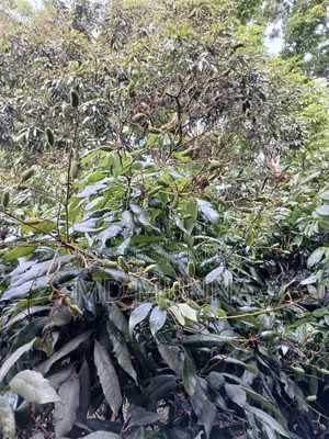 Lychee Tree for Sale