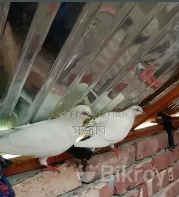 Racing Pigeons for Sale