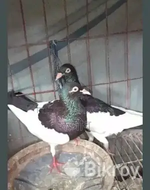 Racing Pigeons for Sale