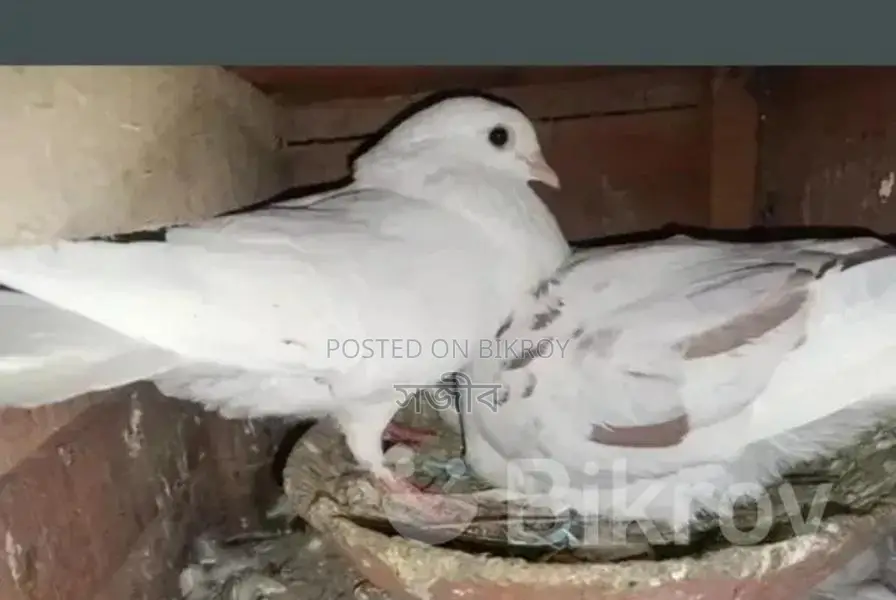 Racing Pigeons for Sale