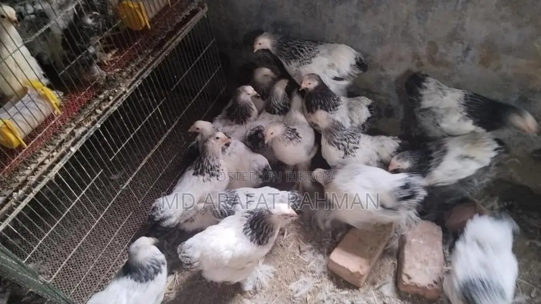 কলম্বিয়ান ব্রাহামা