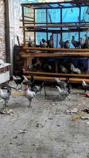 ডিম পাড়া ফাউমি মুরগী