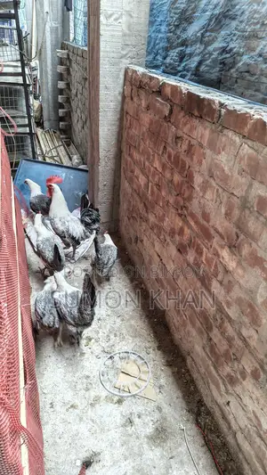 Egg-Laying Fayoumi Chickens