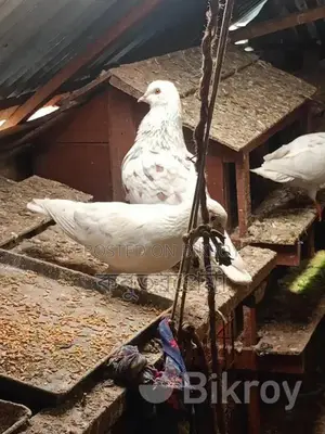 Running Pigeons for Sale: Racer, Magpie, Kaldam, and more.