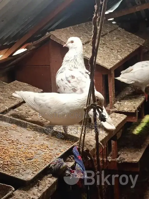 Running Pigeons for Sale: Racer, Magpie, Kaldam, and more.