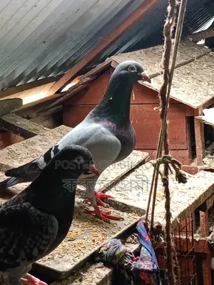 Running Pigeons for Sale: Racer, Magpie, Kaldam, and more.