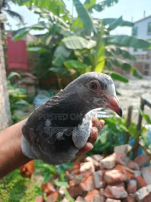 Running Pigeons for Sale: Racer, Magpie, Kaldam, and more.