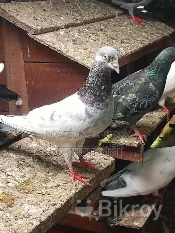Running Pigeons for Sale: Racer, Magpie, Kaldam, and more.