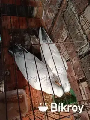 রেসার,ম্যাগপাই, কালদম সহ রানিং কবুতর সেল হবে।