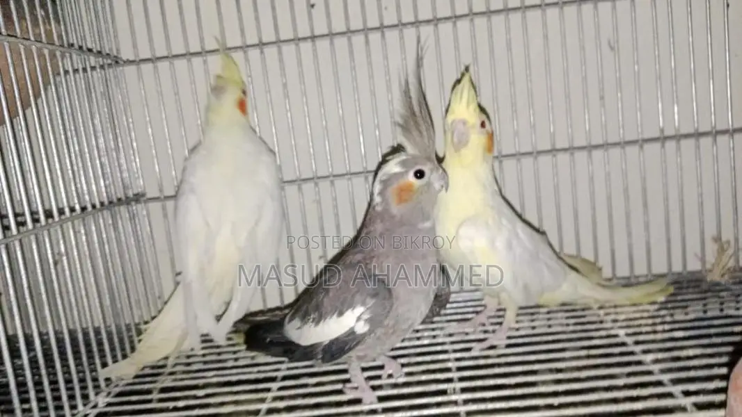 রানিং ককাটেল ডিম বাচ্চা করা
