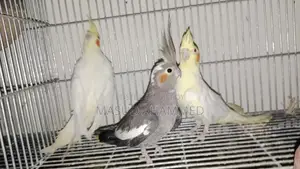 রানিং ককাটেল ডিম বাচ্চা করা