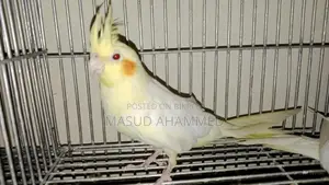 রানিং ককাটেল ডিম বাচ্চা করা