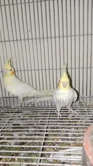 রানিং ককাটেল ডিম বাচ্চা করা