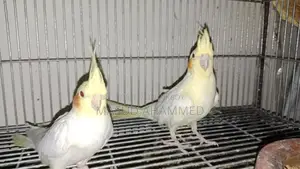 রানিং ককাটেল ডিম বাচ্চা করা