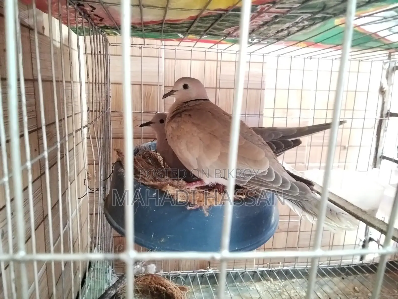 ঘুঘু পাখি বিক্রি হবে
