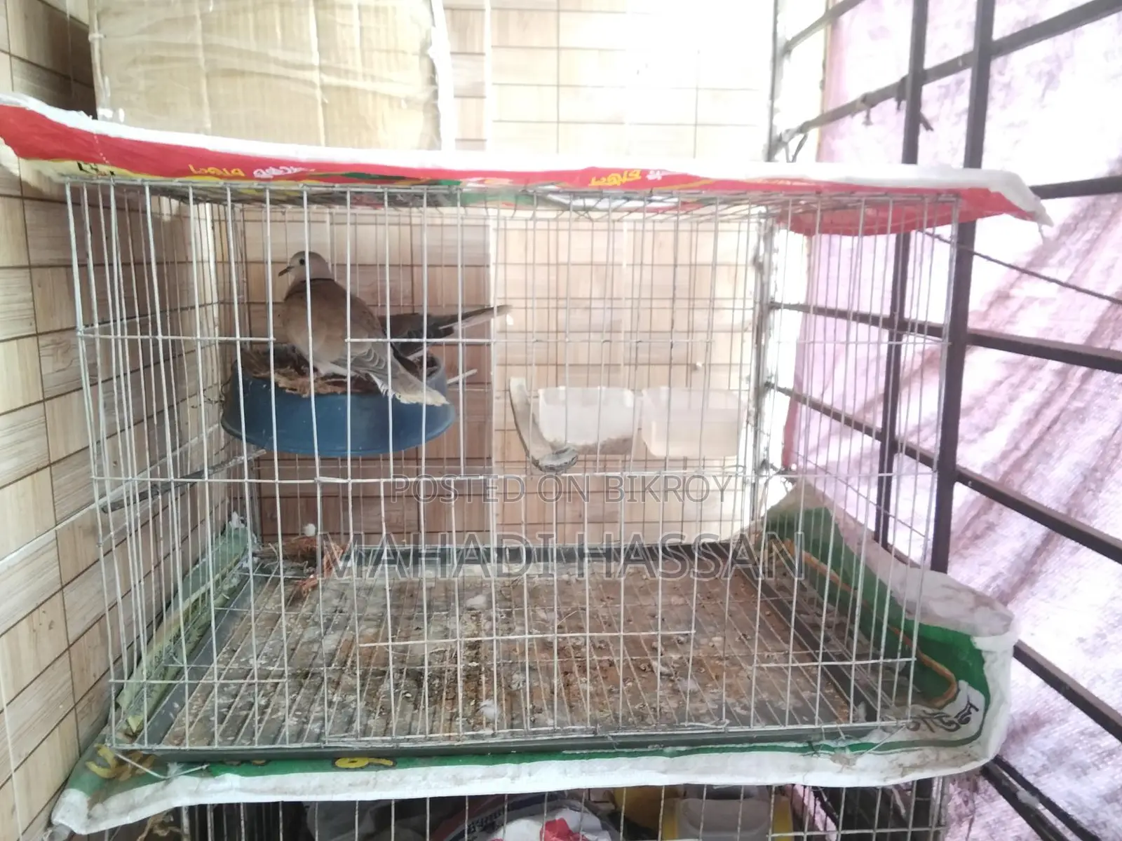 ঘুঘু পাখি বিক্রি হবে