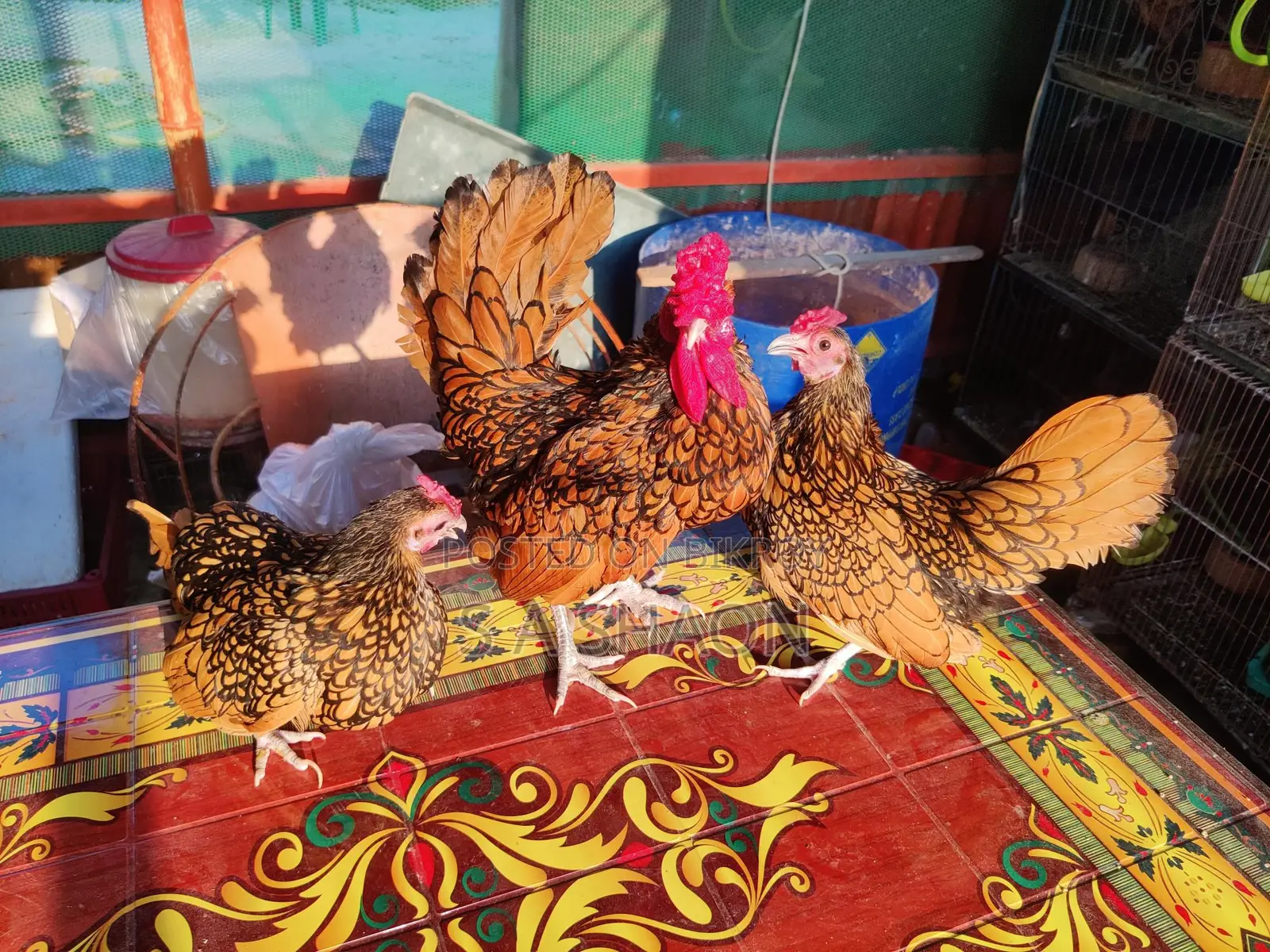 Golden Sebright - গোল্ডেন সেব্রাইট