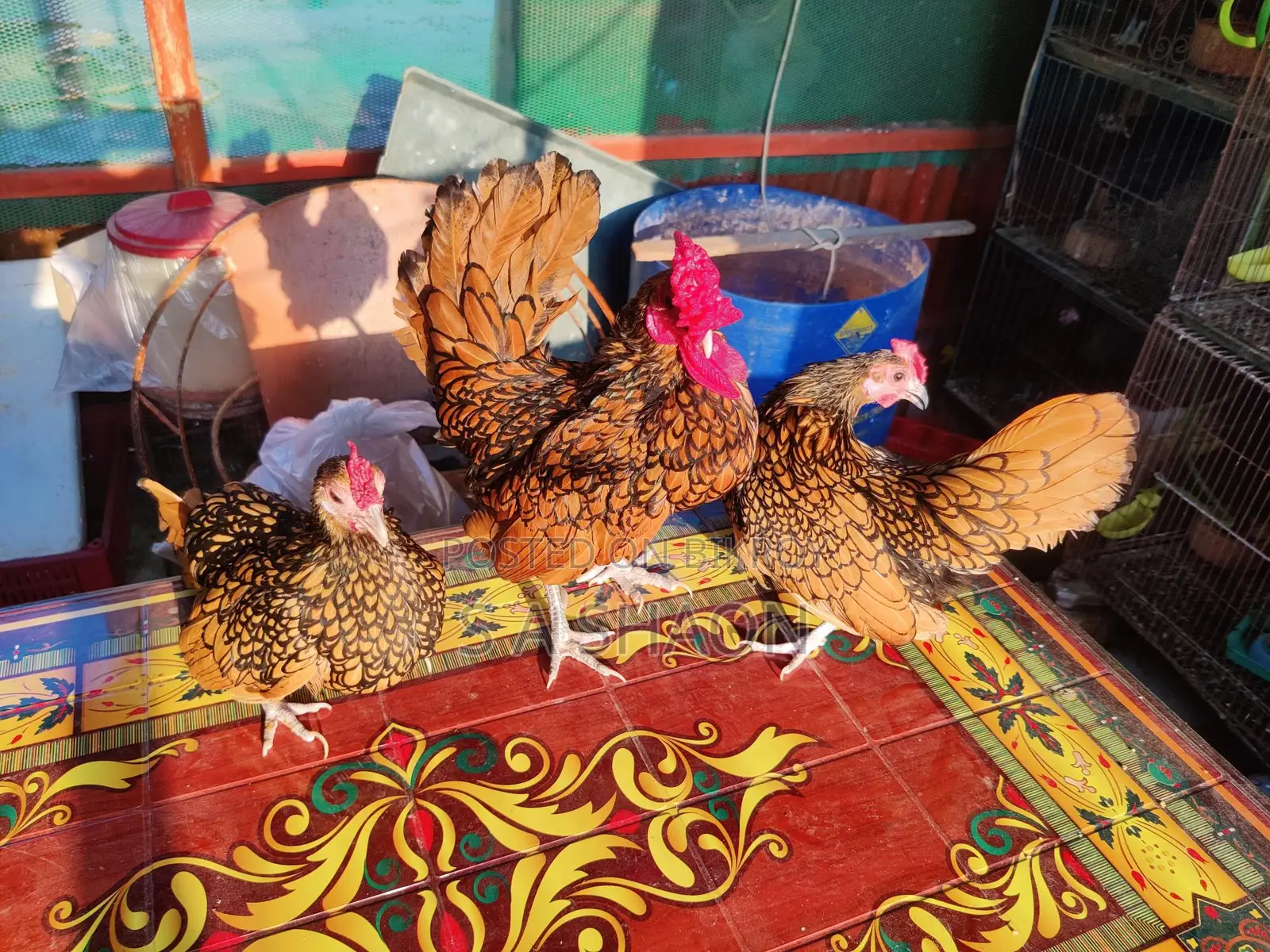 Golden Sebright - গোল্ডেন সেব্রাইট