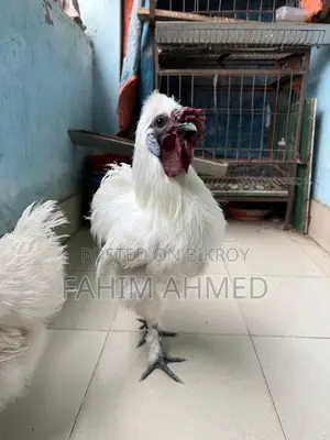 Silky Chicken