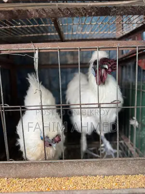 Silky Chicken