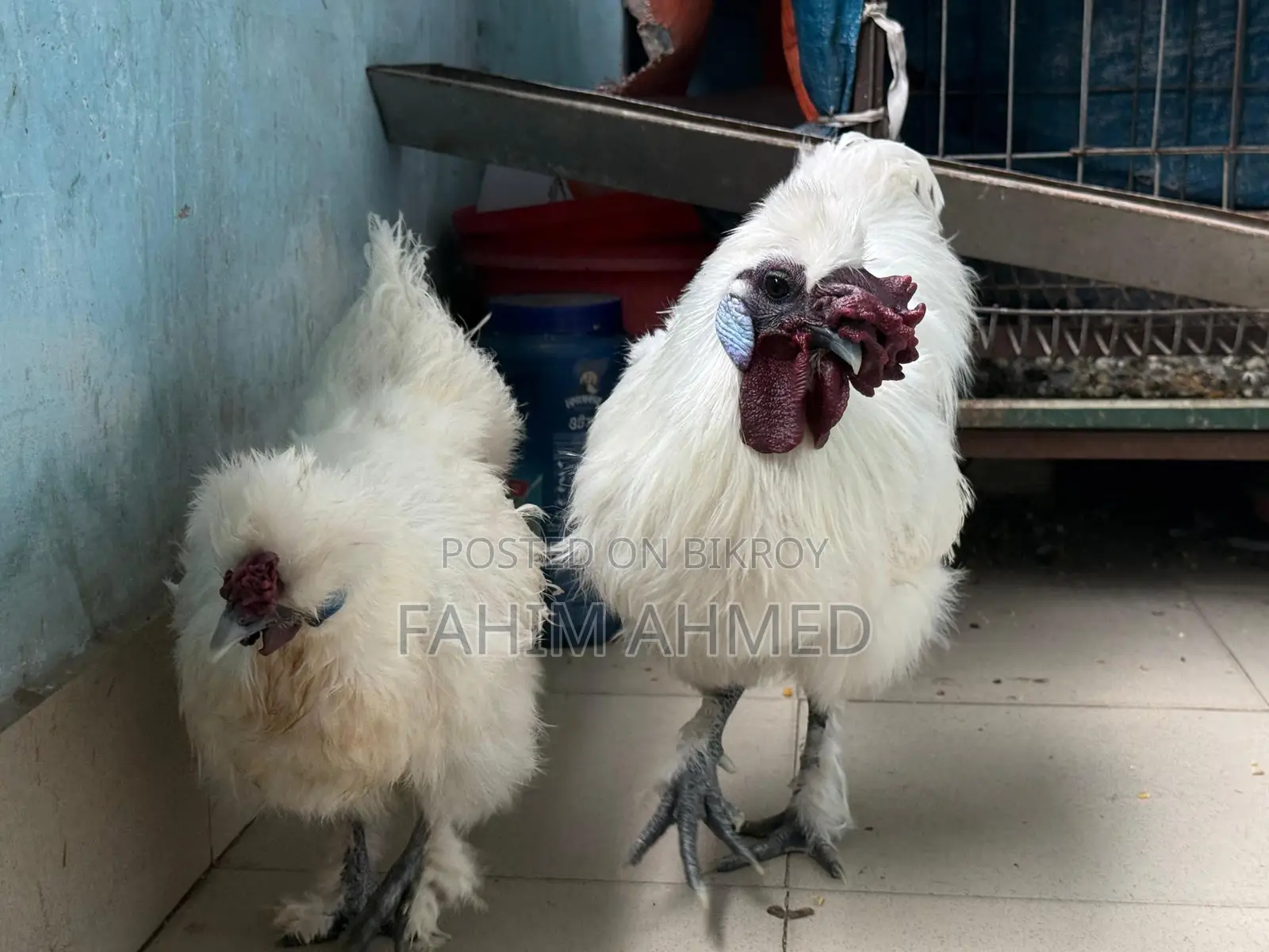 Silky Chicken