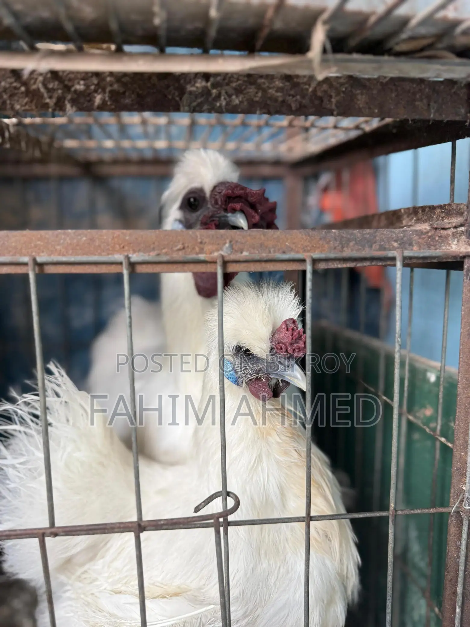 Silky Chicken